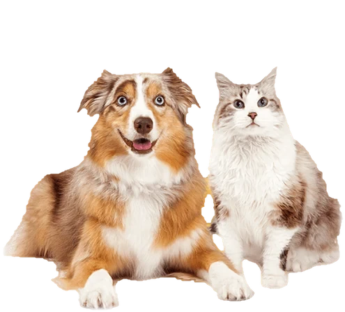 A dog and a cat sitting side by side